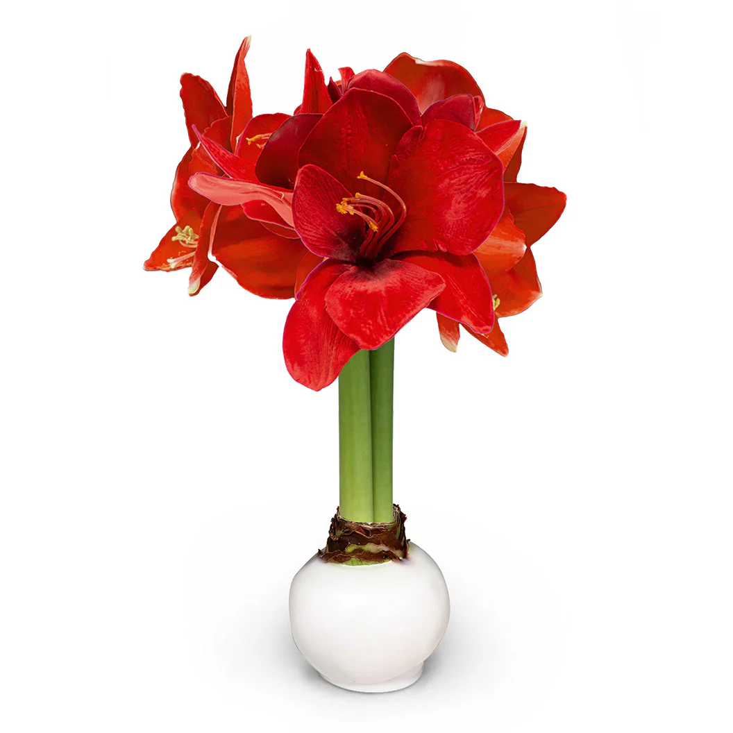 White Wax-Dipped Amaryllis Bulb with Red Blooms - Image 4
