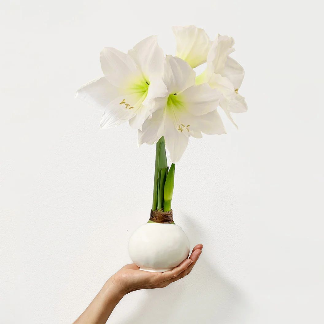 White Wax-Dipped Amaryllis Bulb with White Blooms - Image 2