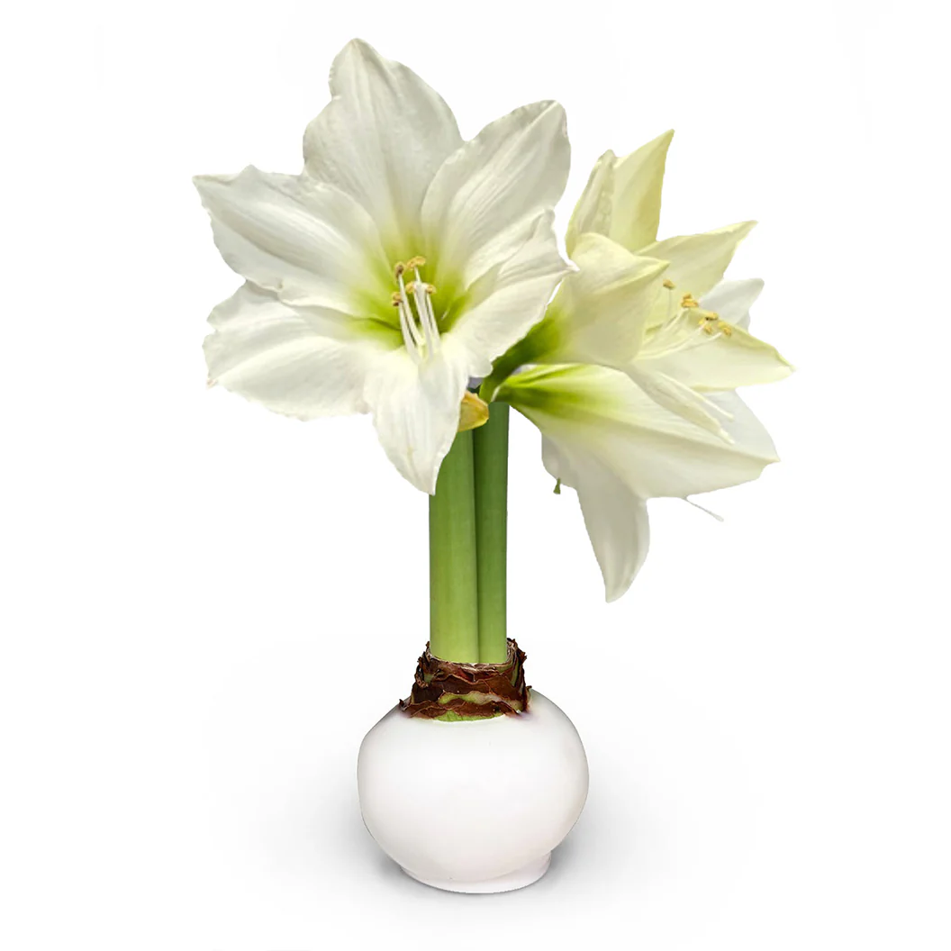White Wax-Dipped Amaryllis Bulb with White Blooms - Image 3