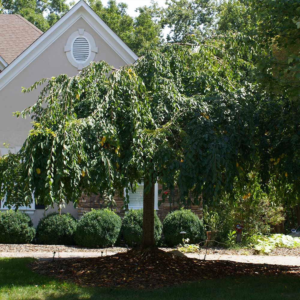 White Weeping Cherry Tree - Image 5