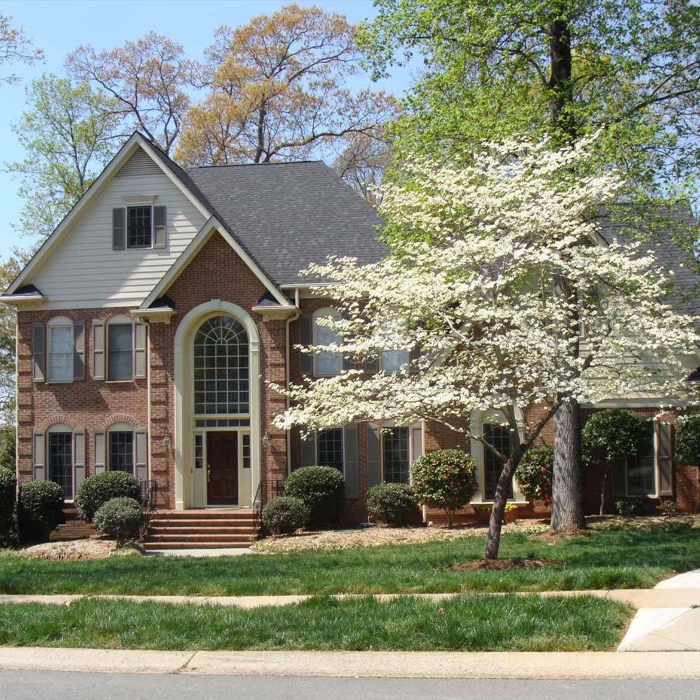 White Dogwood Tree - Image 3