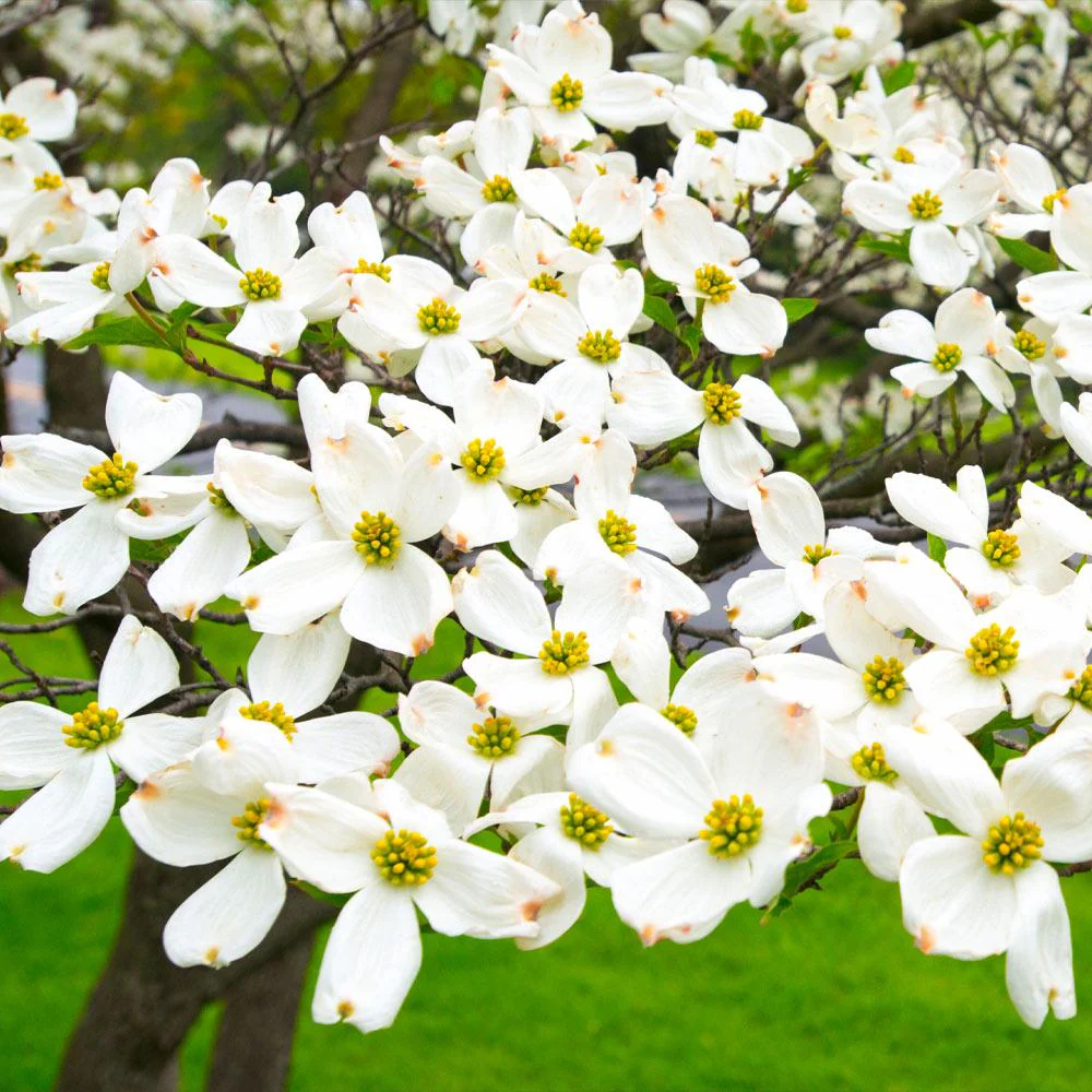 White Dogwood Tree - Image 4