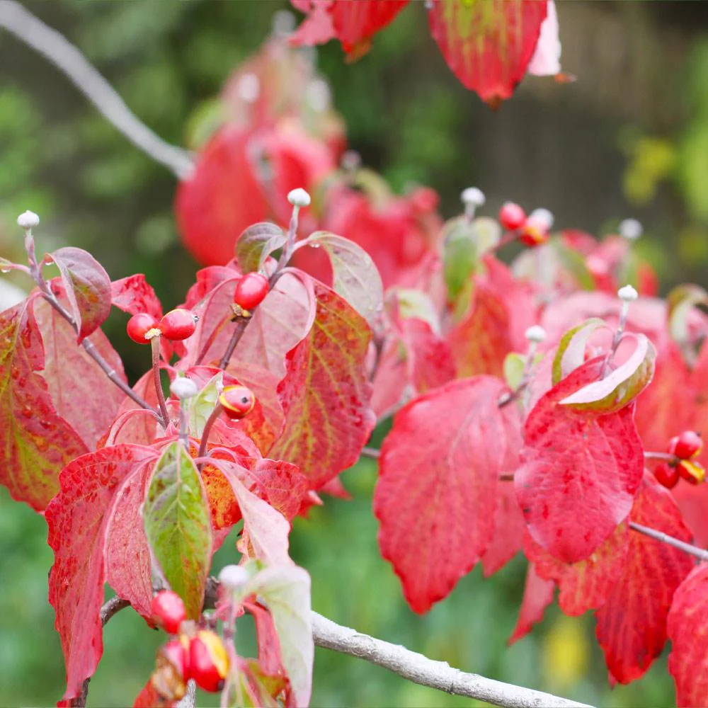 White Dogwood Tree - Image 5