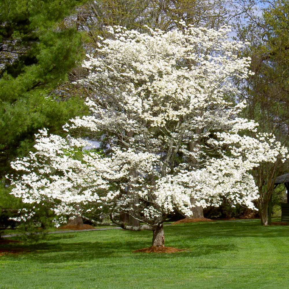 White Dogwood Tree - Image 6