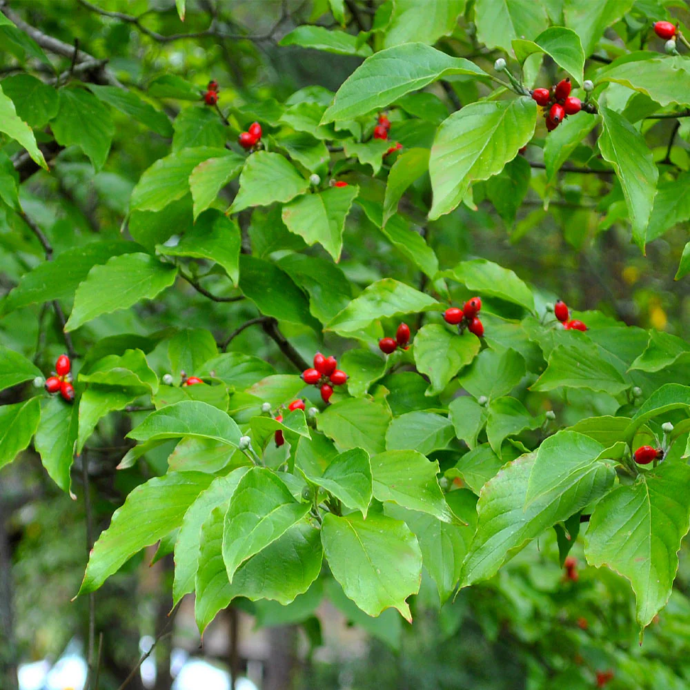 White Dogwood Tree - Image 7