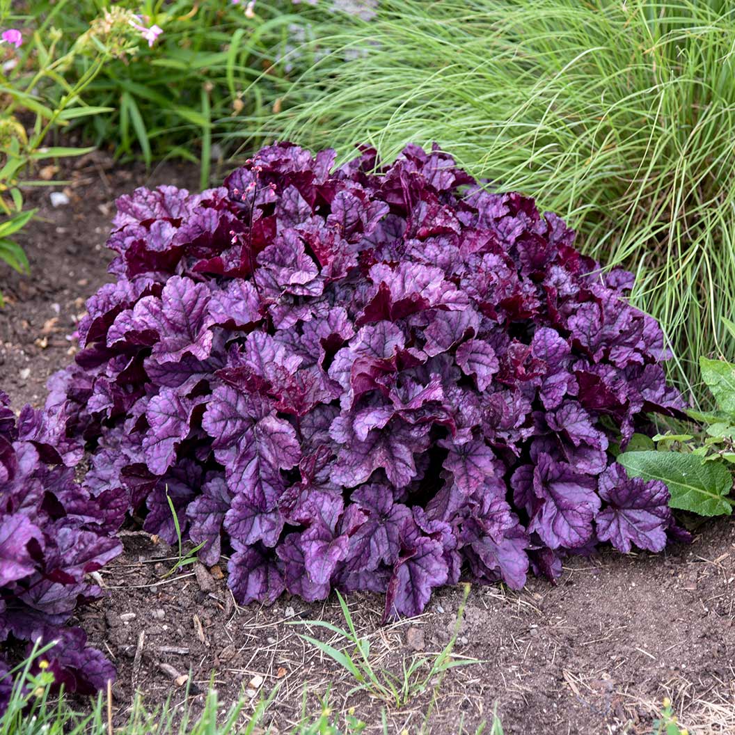 Dolce® Wildberry Heuchera (Coral Bells) - Image 2