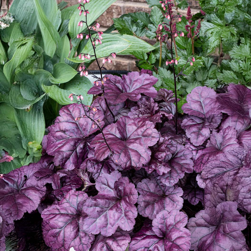 Dolce® Wildberry Heuchera (Coral Bells) - Image 3