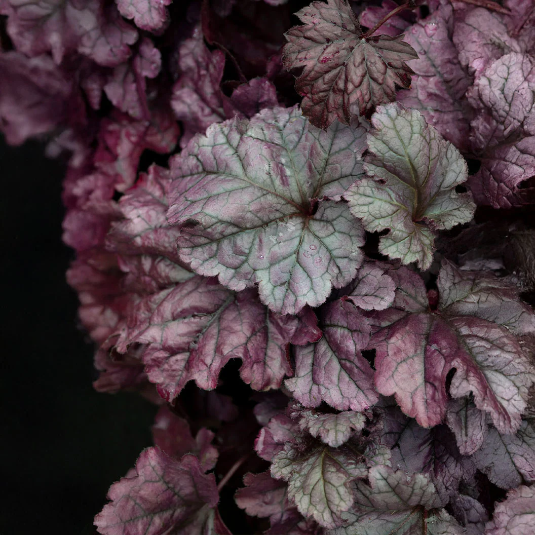 Dolce® Wildberry Heuchera (Coral Bells) - Image 4