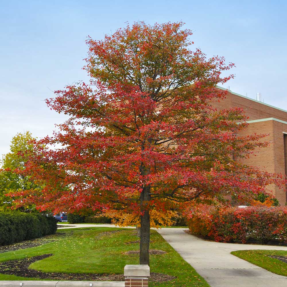 Wildfire Black Gum Tree - Image 2