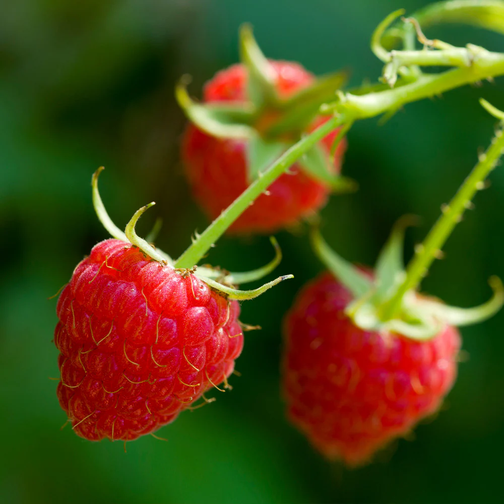 Willamette Red Raspberry Bush - Image 2