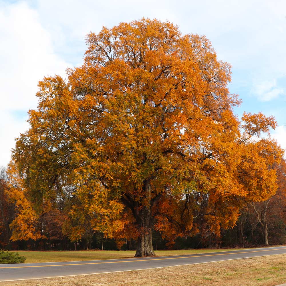 Willow Oak Tree - Image 4