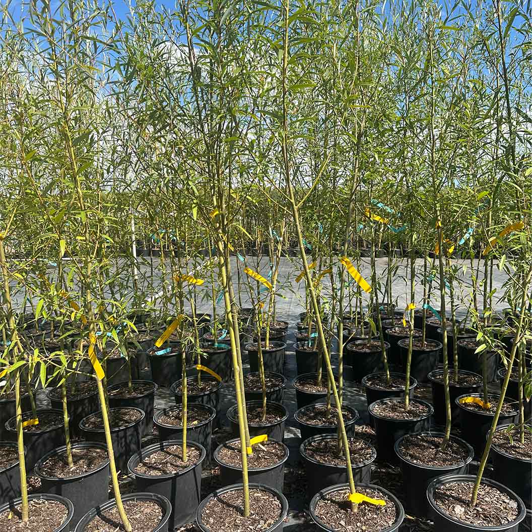 Willow Hybrid Tree - Image 3