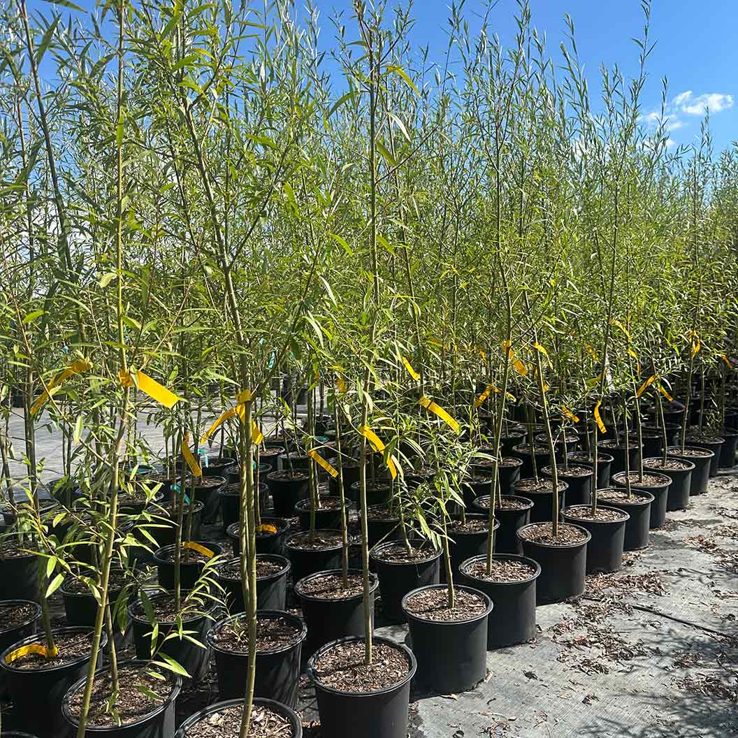 Willow Hybrid Tree - Image 4
