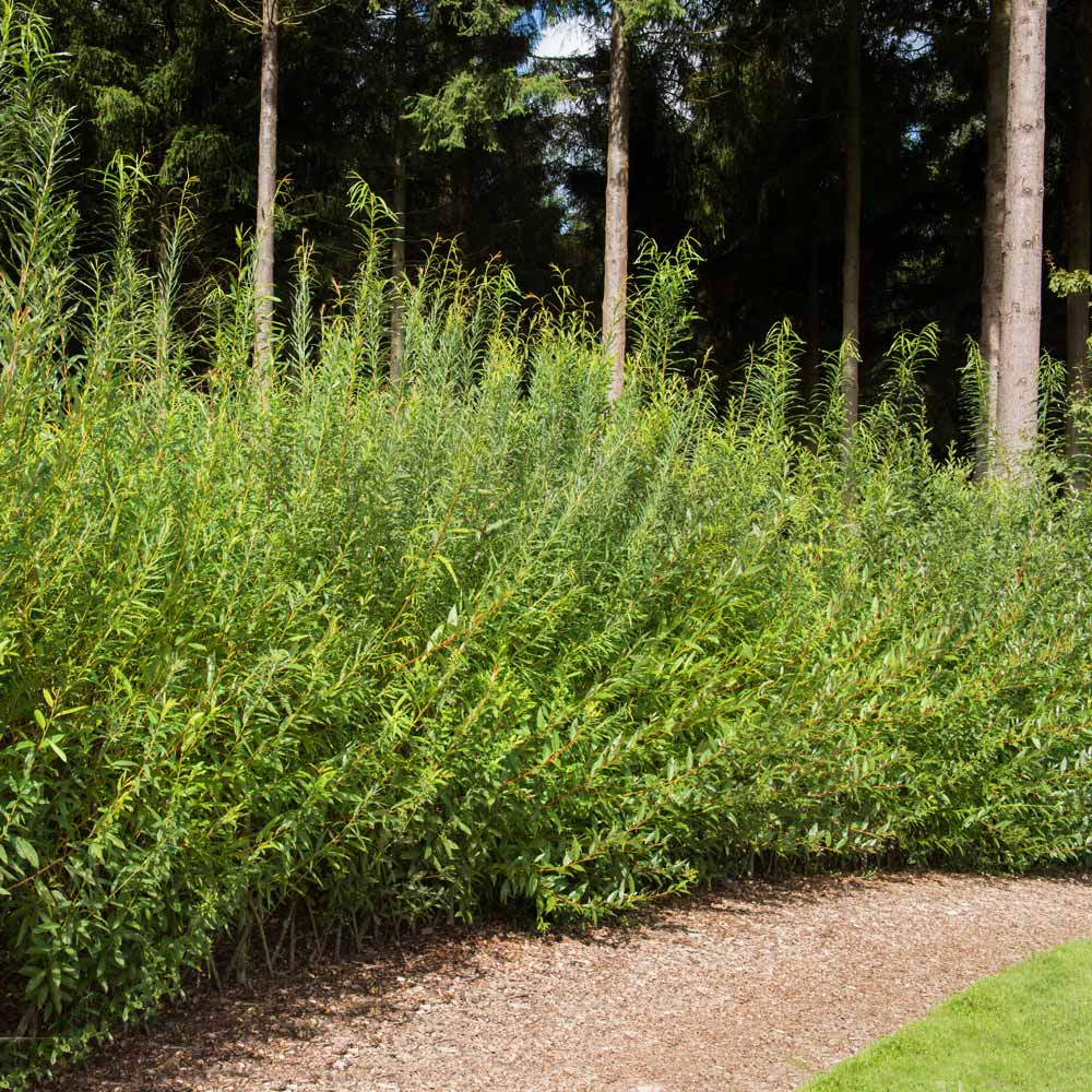 Willow Hybrid Tree - Image 5