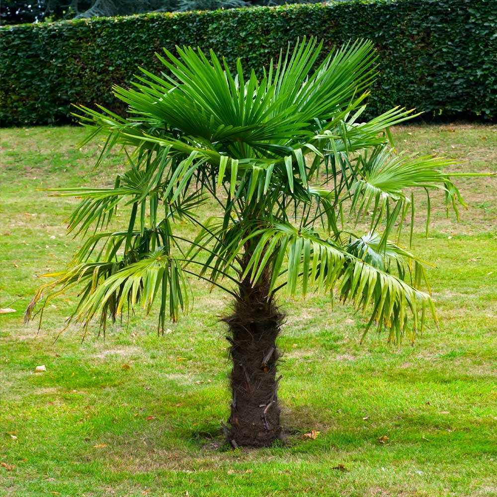 Windmill Palm Tree - Image 3