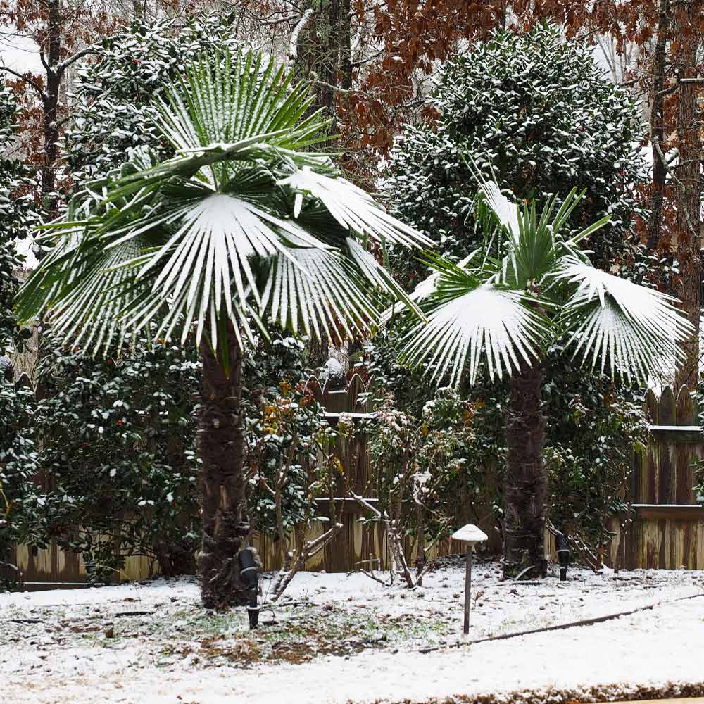Windmill Palm Tree - Image 4
