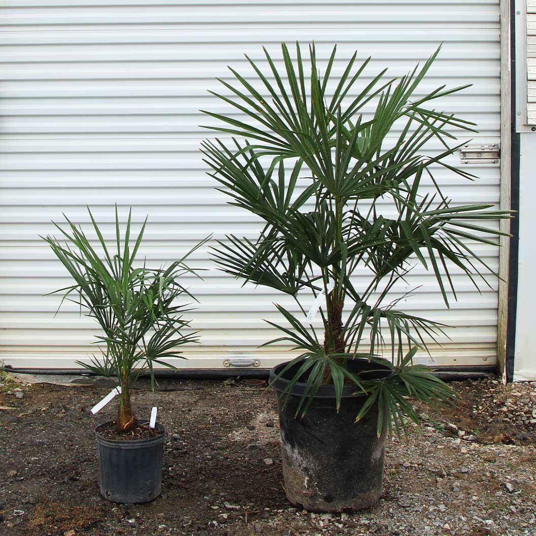 Windmill Palm Tree - Image 6