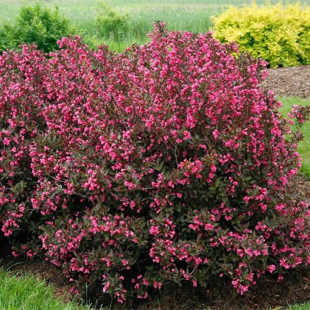 Proven Winners® Wine & Roses® Weigela Shrub - Image 3