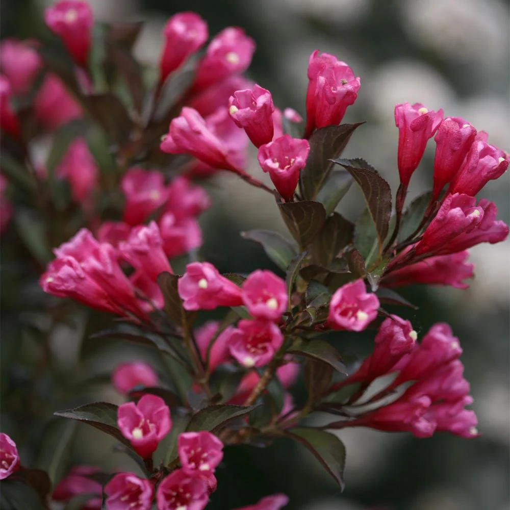 Proven Winners® Wine & Roses® Weigela Shrub - Image 4
