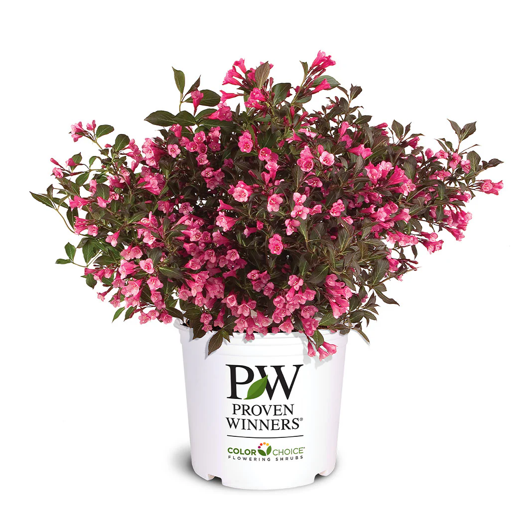 Proven Winners® Wine & Roses® Weigela Shrub - Image 5