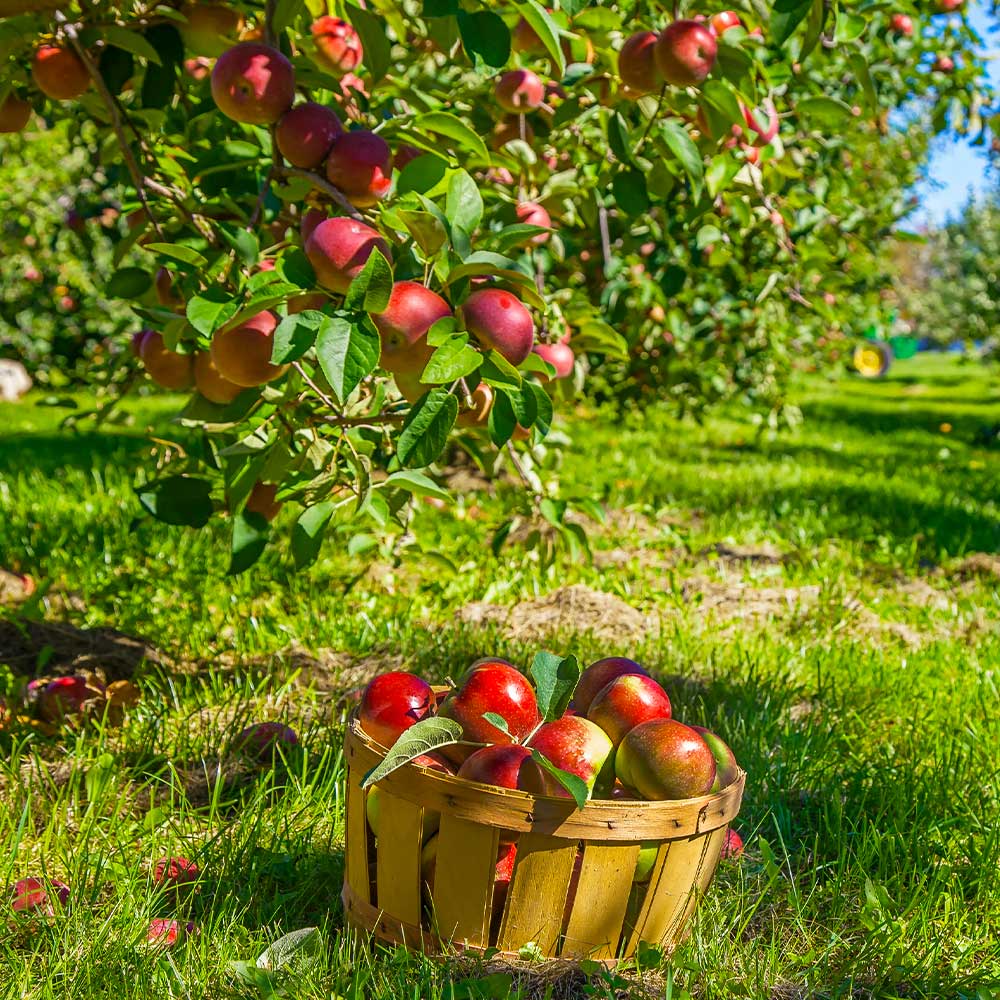 Winesap Apple Tree - Image 2