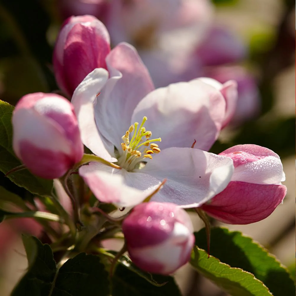Winesap Apple Tree - Image 4