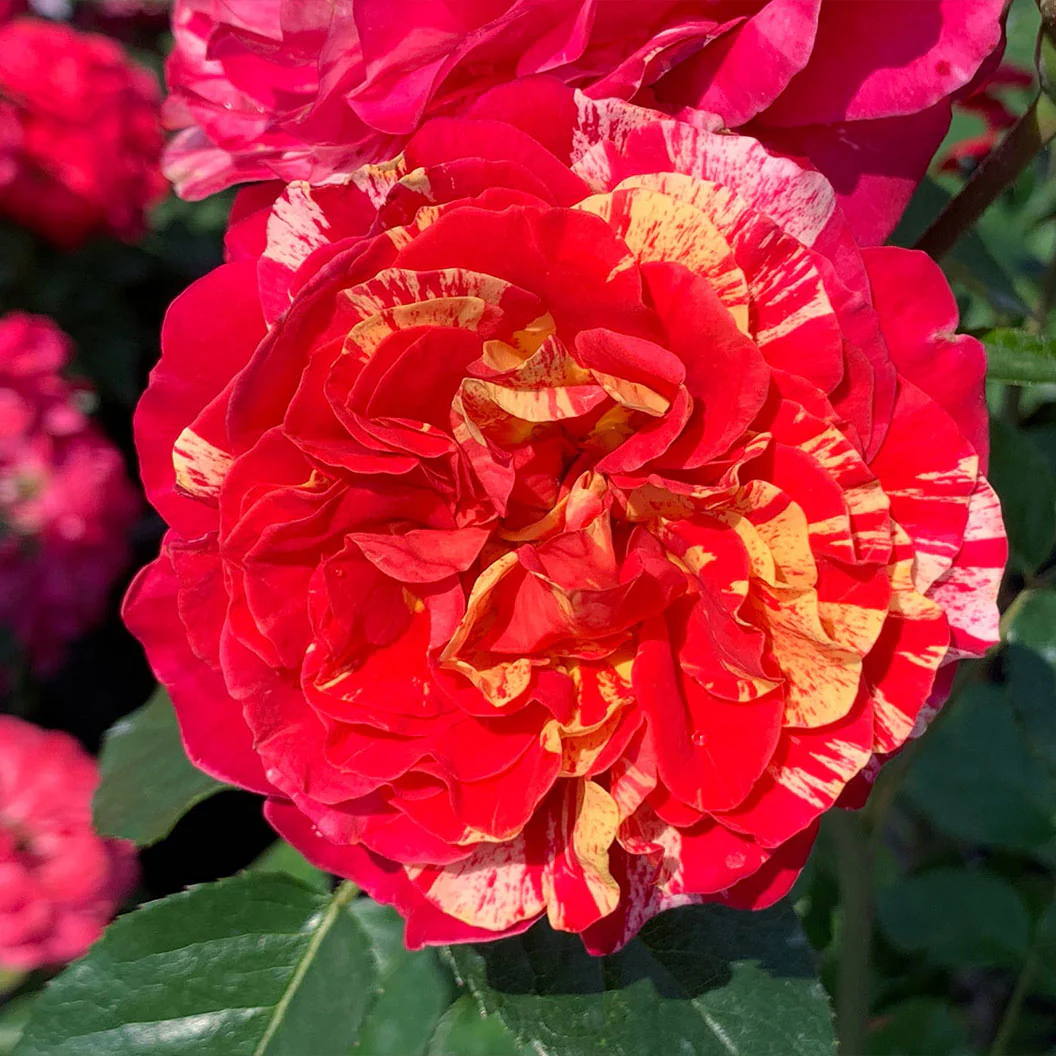 Bloomables® Winning Streak™ Rose - Image 2