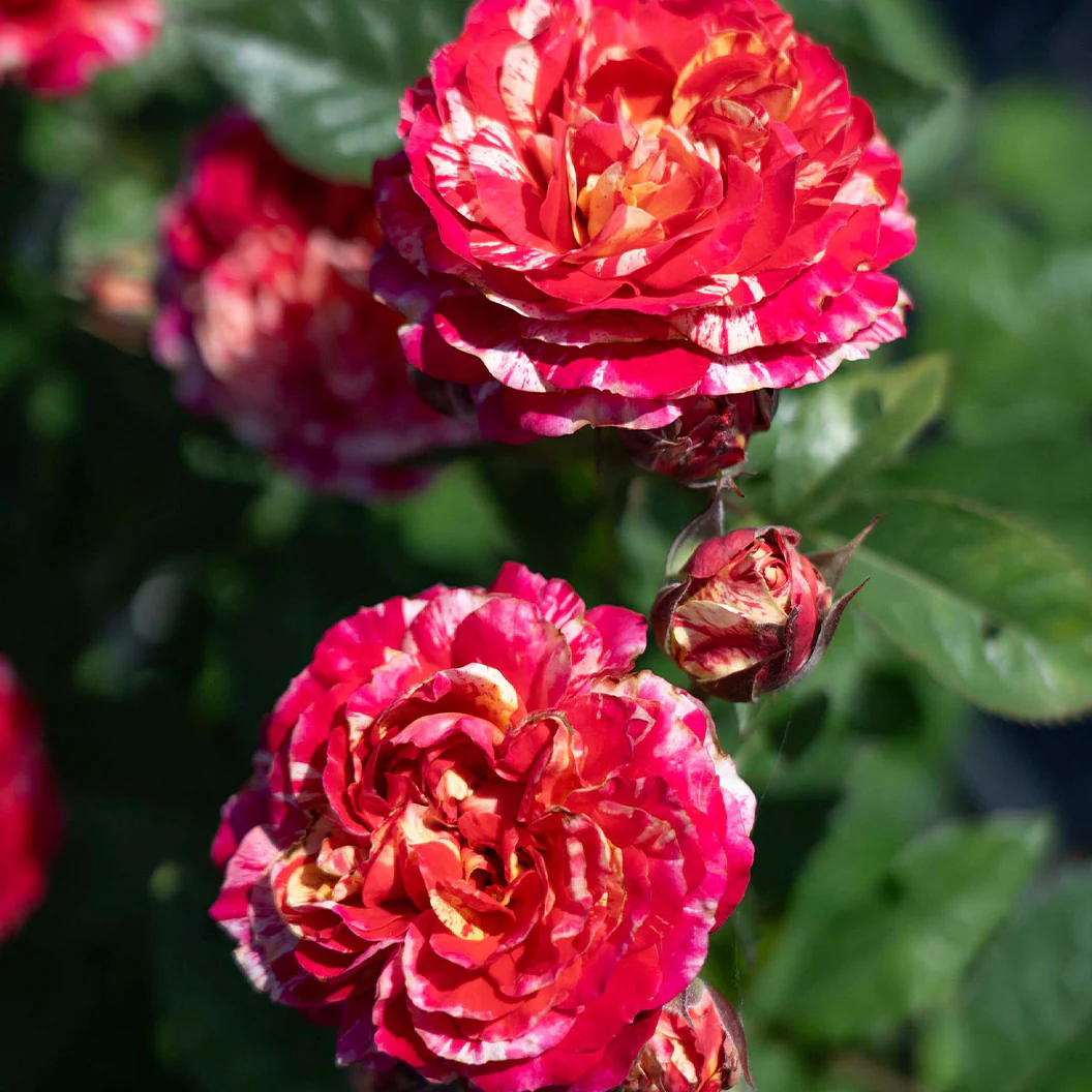 Bloomables® Winning Streak™ Rose - Image 3