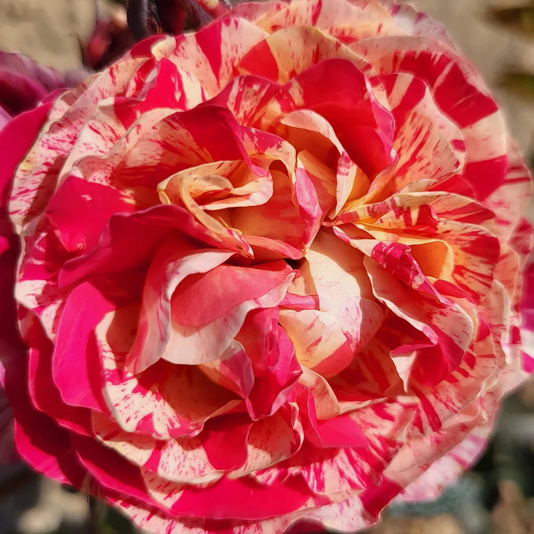 Bloomables® Winning Streak™ Rose - Image 4