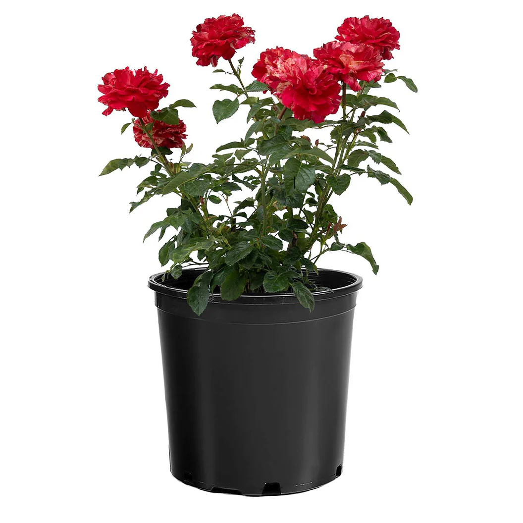 Bloomables® Winning Streak™ Rose - Image 5