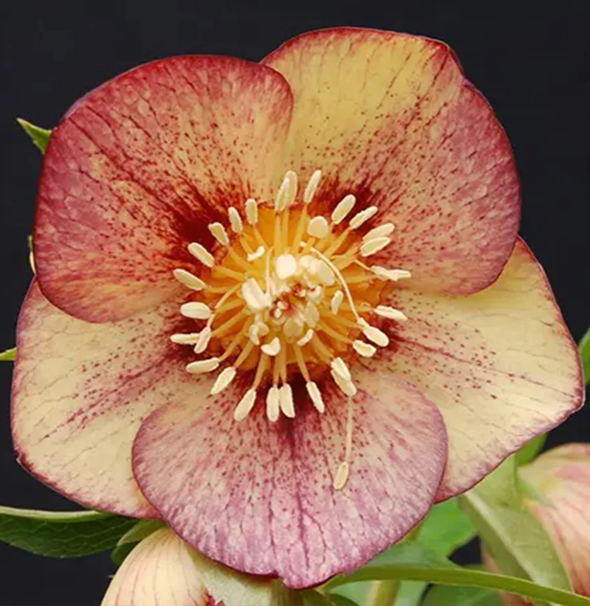 Winter Jewels® Apricot Blush Lenten Rose Plant - Image 2