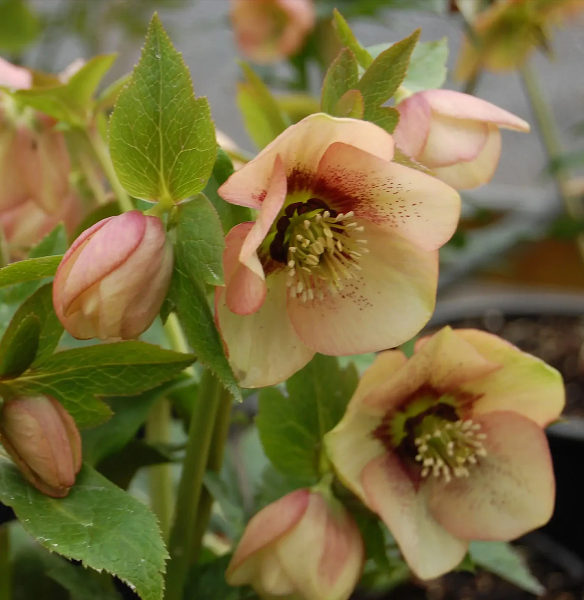 Winter Jewels® Apricot Blush Lenten Rose Plant - Image 3