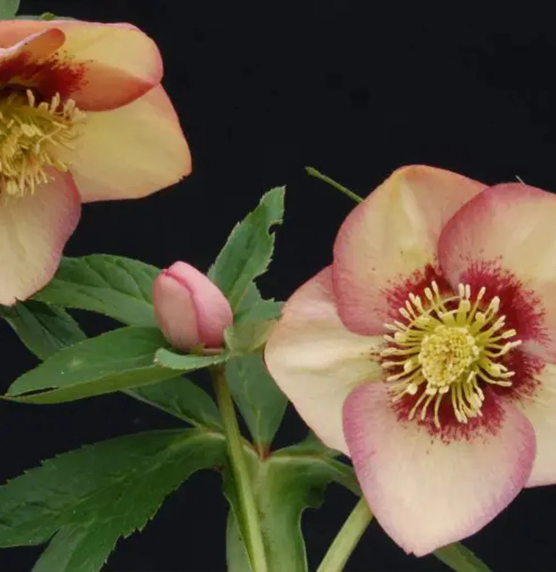 Winter Jewels® Apricot Blush Lenten Rose Plant - Image 4