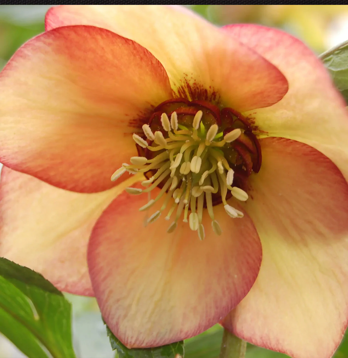 Winter Jewels® Apricot Blush Lenten Rose Plant - Image 5