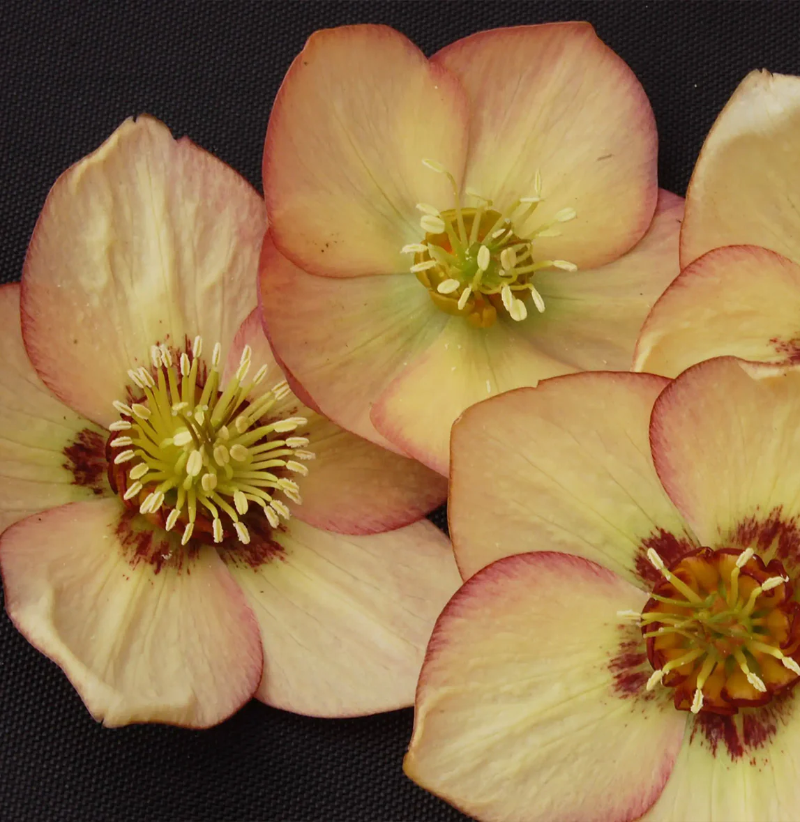 Winter Jewels® Apricot Blush Lenten Rose Plant - Image 6