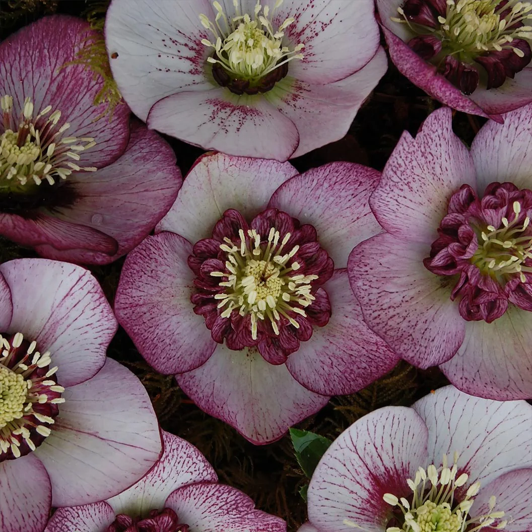 Winter Jewels® Cherry Blossom Lenten Rose Plant - Image 2