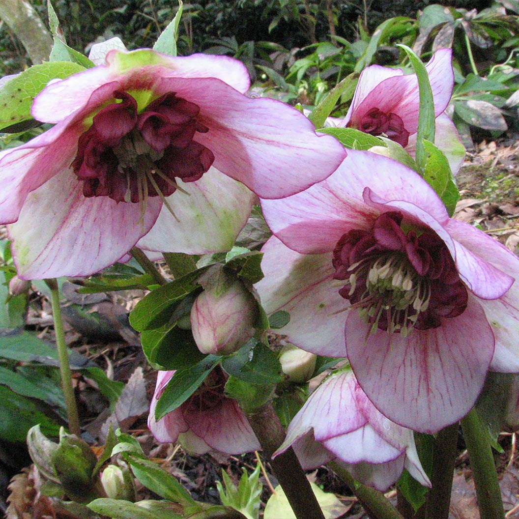 Winter Jewels® Cherry Blossom Lenten Rose Plant - Image 3