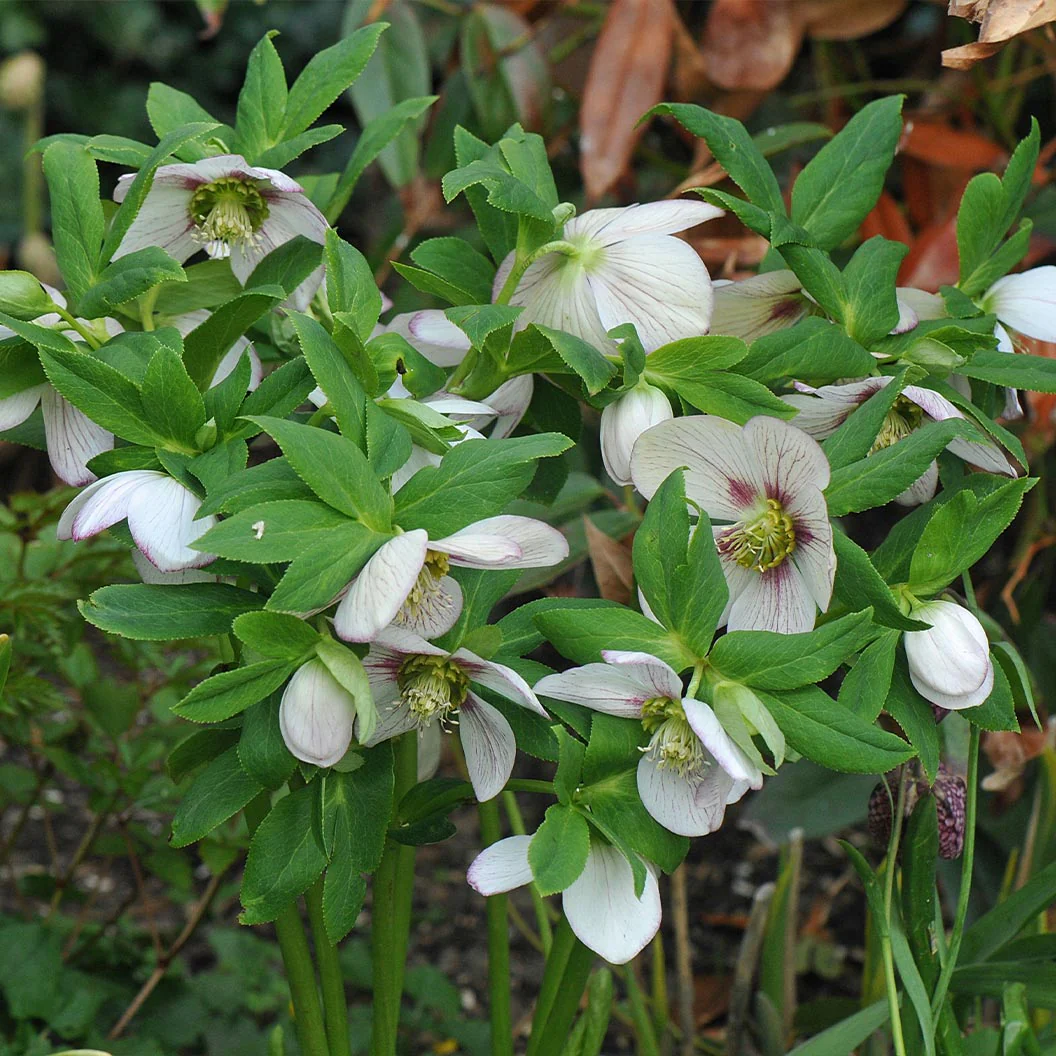 Winter Jewels® Cherry Blossom Lenten Rose Plant - Image 4