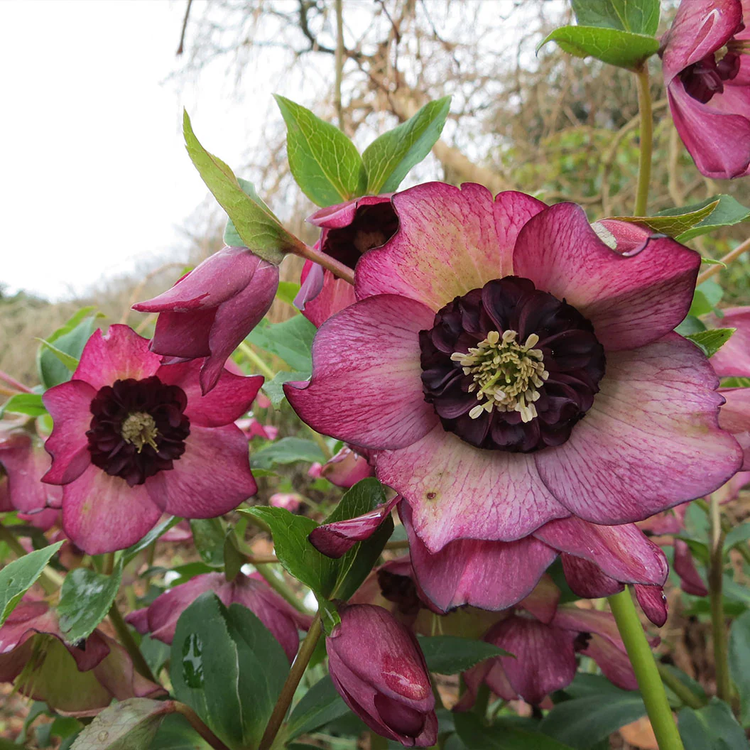Winter Jewels® Cherry Blossom Lenten Rose Plant - Image 5