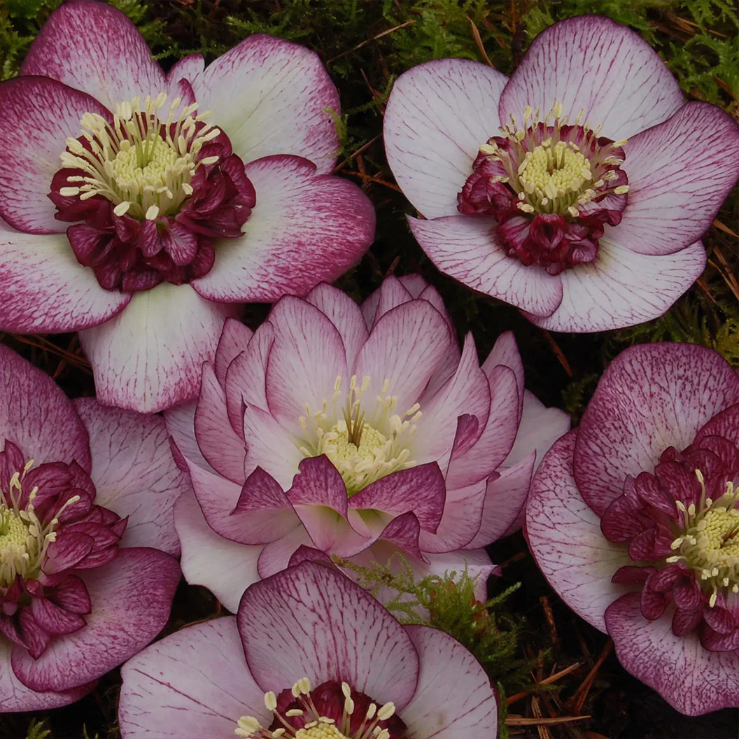 Winter Jewels® Cherry Blossom Lenten Rose Plant - Image 6
