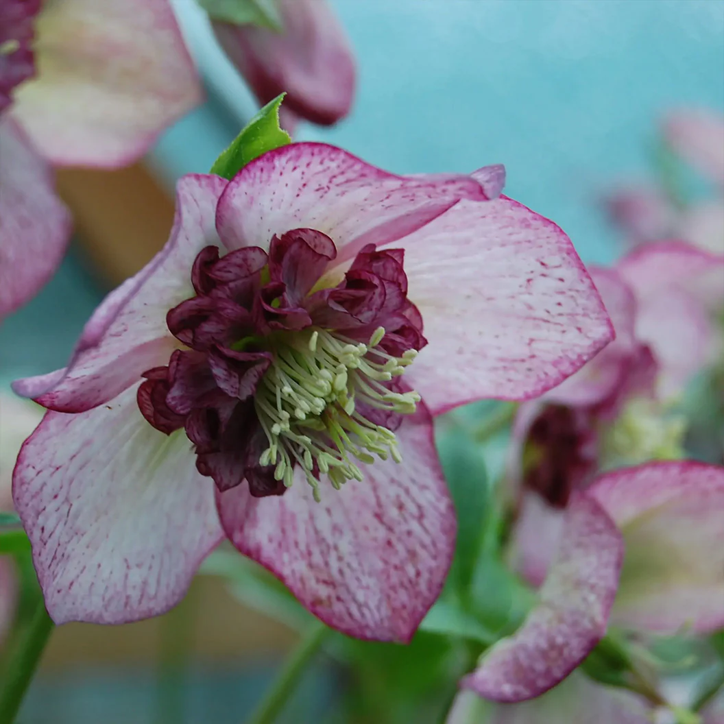 Winter Jewels® Cherry Blossom Lenten Rose Plant - Image 7