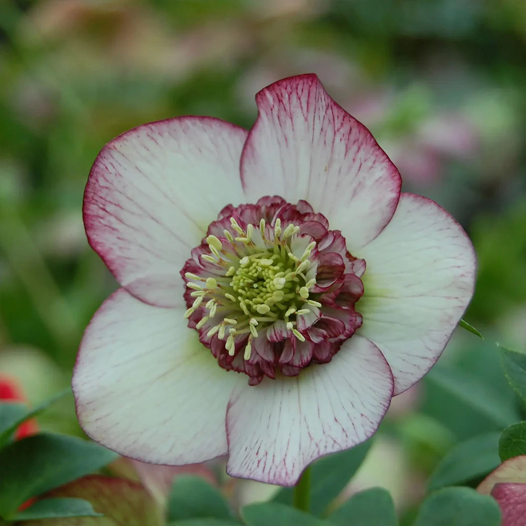 Winter Jewels® Cherry Blossom Lenten Rose Plant - Image 8