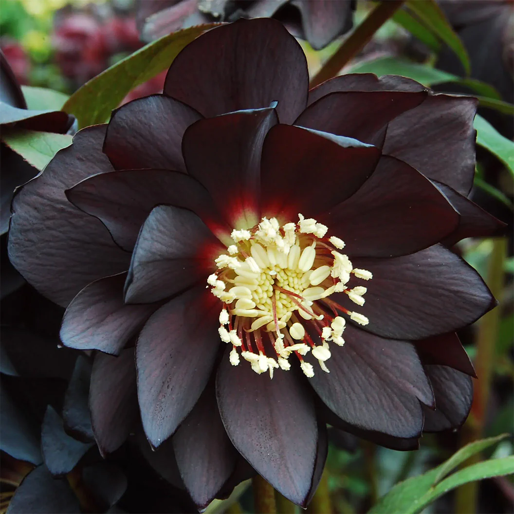 Winter Jewels® Onyx Odyssey Lenten Rose Plant - Image 2