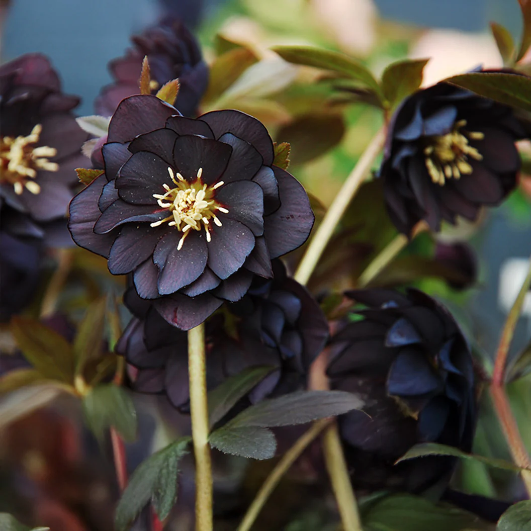 Winter Jewels® Onyx Odyssey Lenten Rose Plant - Image 3