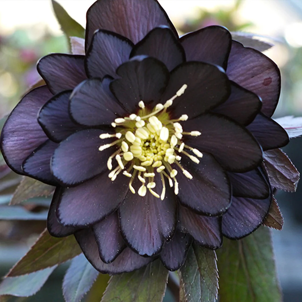 Winter Jewels® Onyx Odyssey Lenten Rose Plant - Image 4