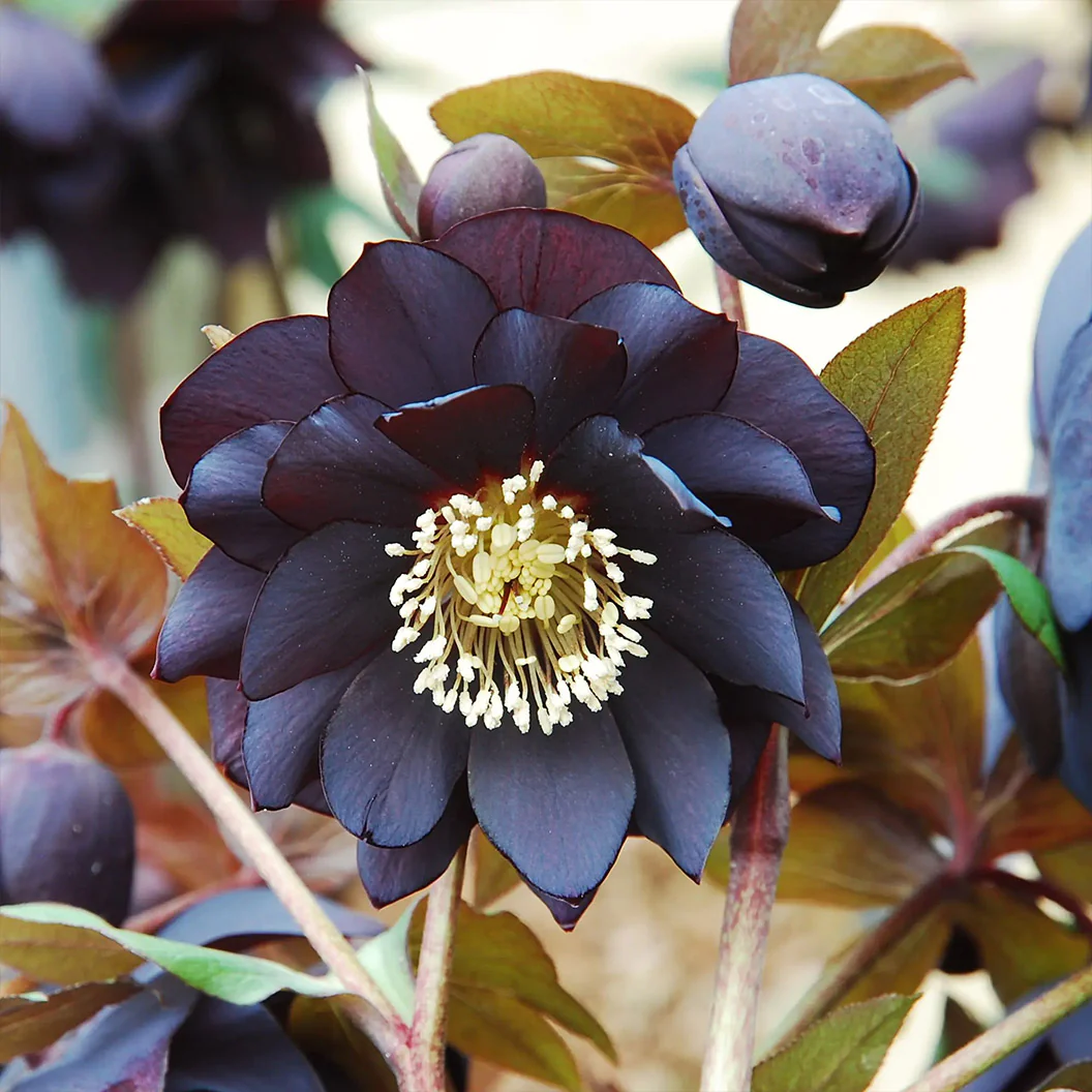 Winter Jewels® Onyx Odyssey Lenten Rose Plant - Image 5