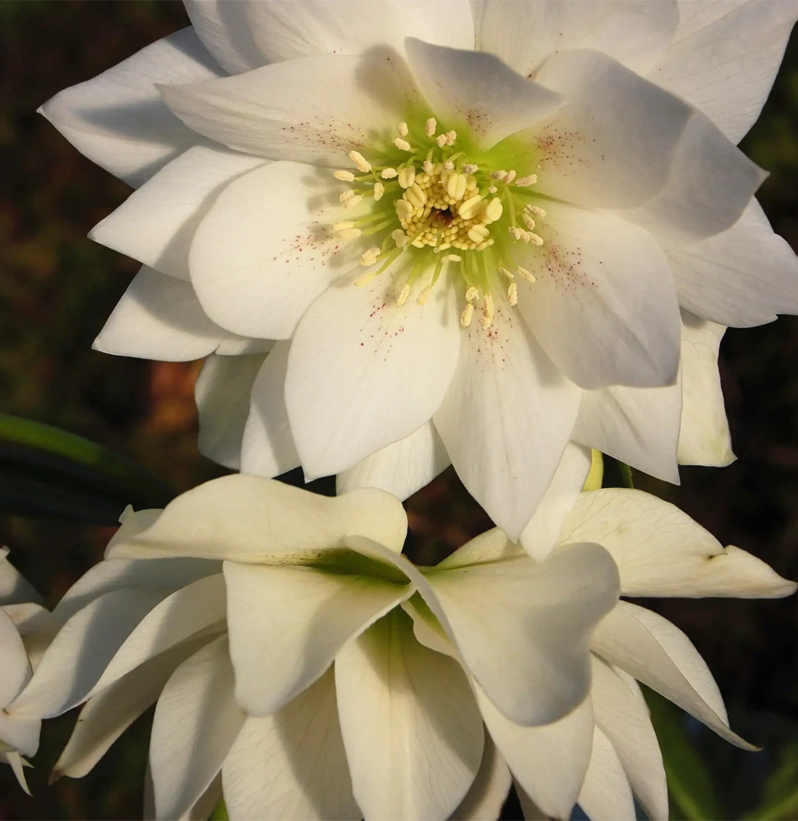 Winter Jewels® Sparkling Diamond Lenten Rose Plant - Image 2