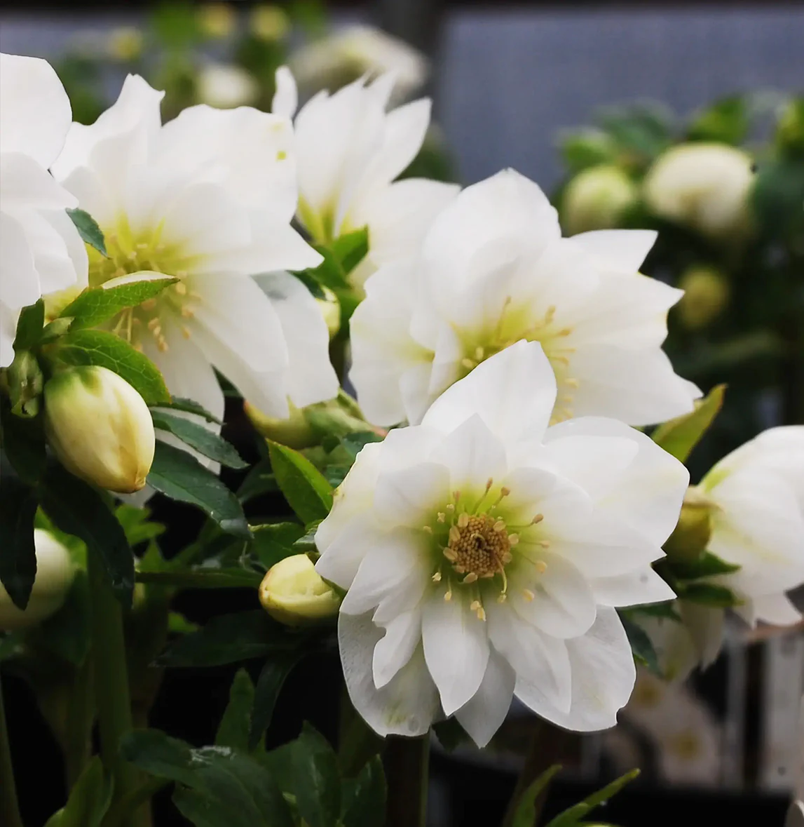 Winter Jewels® Sparkling Diamond Lenten Rose Plant - Image 3