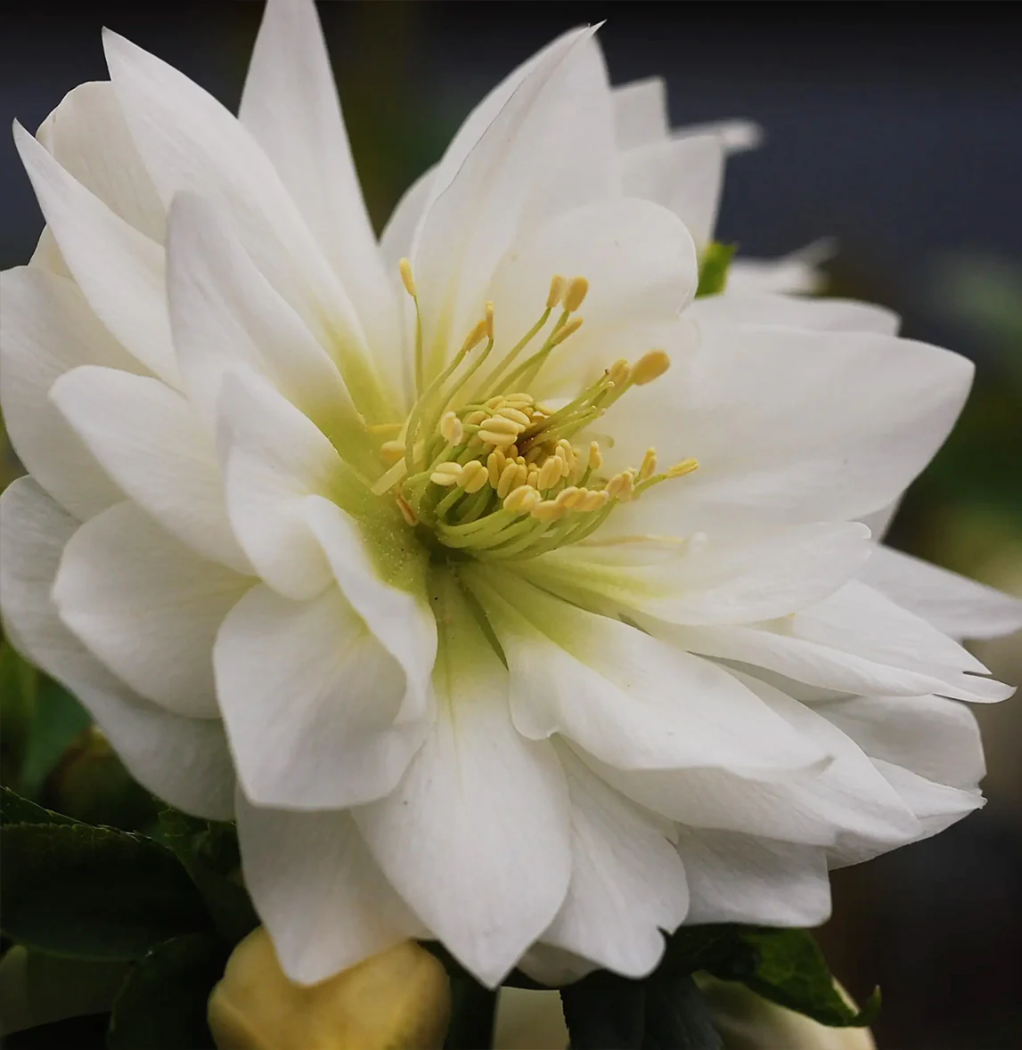 Winter Jewels® Sparkling Diamond Lenten Rose Plant - Image 4