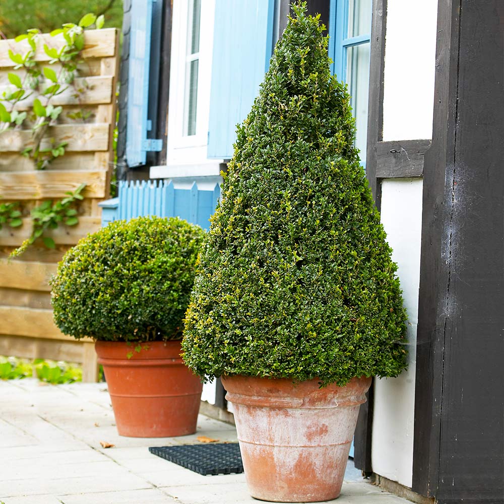 Wintergreen Boxwood Shrub - Image 3